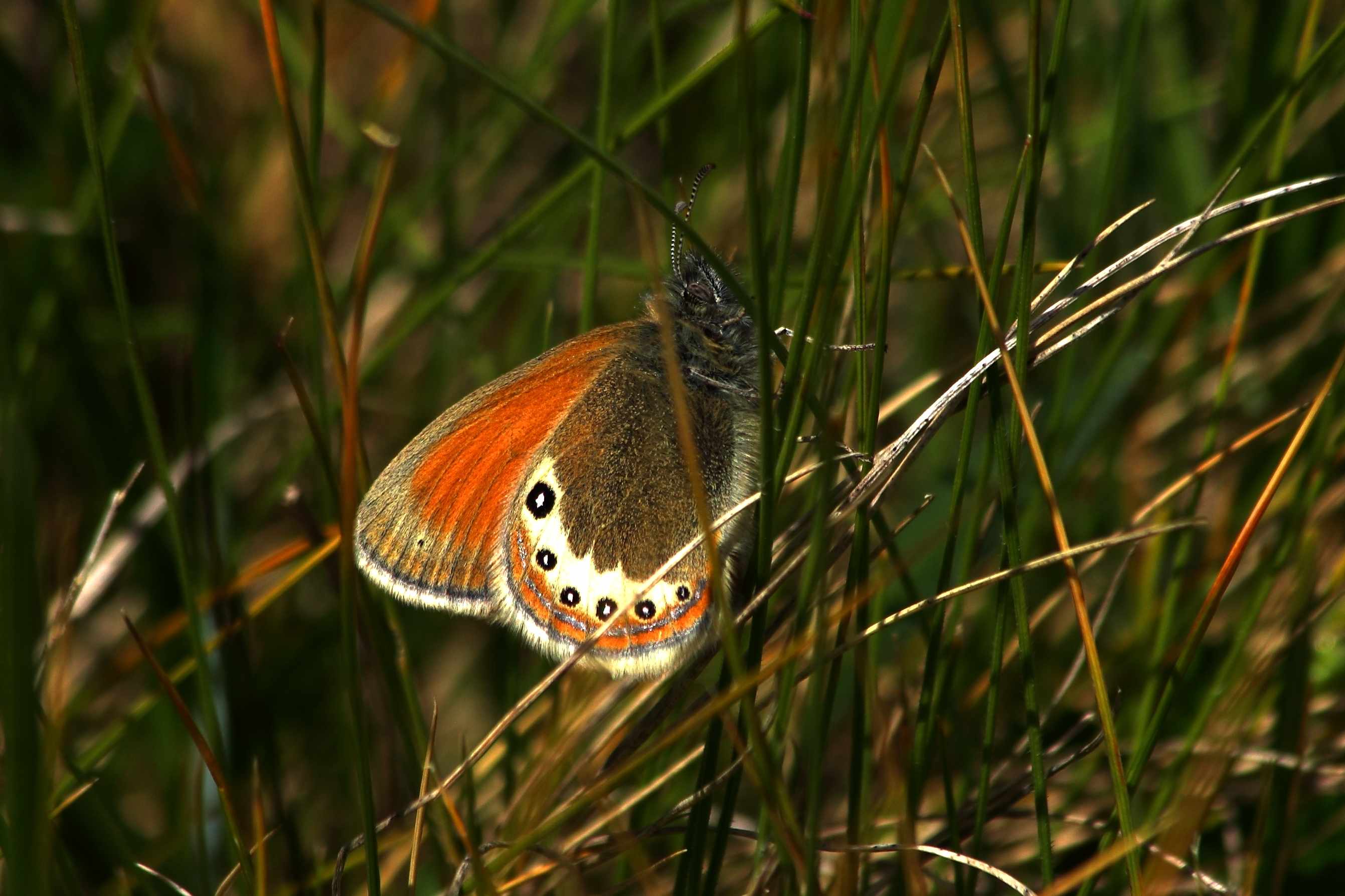 Coenonympha gardetta?  S !